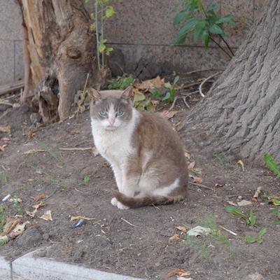 Недовольный кот