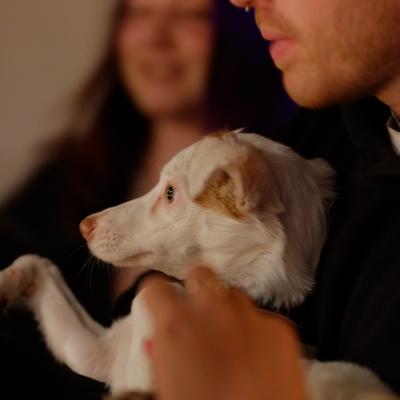 Собака в движении (в ахуе)