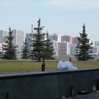Свиноты